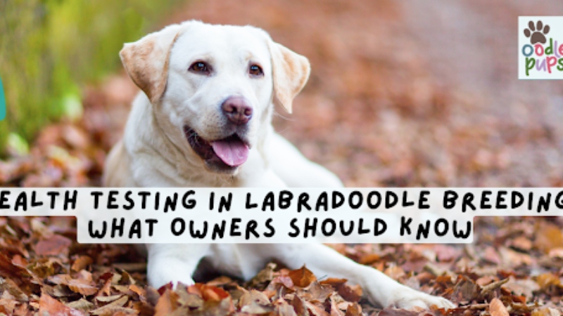 Labradoodle Health Testing