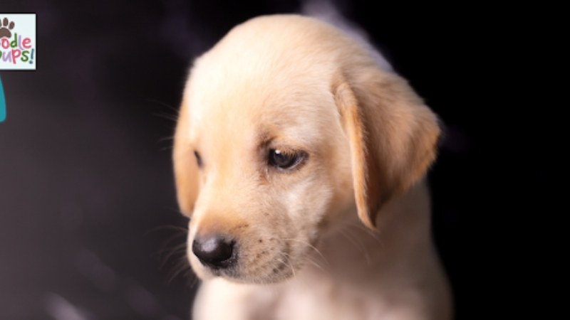 Labradoodle Health Testing